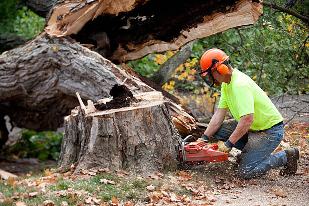 Best Pest Control for Lawns  in Indian Rocks Beach, FL